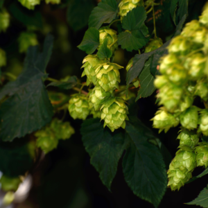 de ranke_fleur de houblon