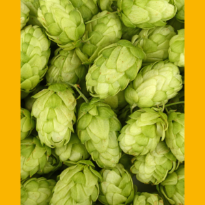 houblon cascade